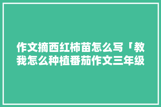 作文摘西红柿苗怎么写「教我怎么种植番茄作文三年级」 作文摘西红柿苗怎么写「教我怎么种植番茄作文三年级」 番茄种植技巧