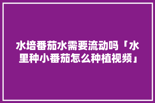 水培番茄水需要流动吗「水里种小番茄怎么种植视频」