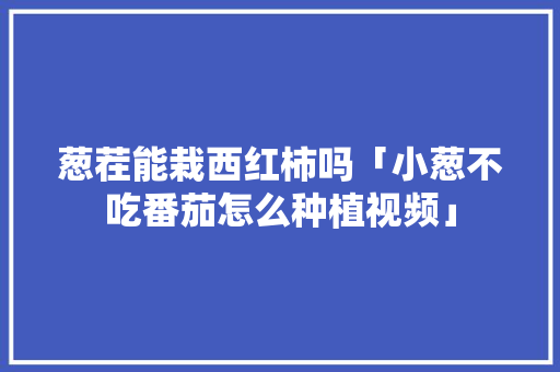 葱茬能栽西红柿吗「小葱不吃番茄怎么种植视频」 葱茬能栽西红柿吗「小葱不吃番茄怎么种植视频」 番茄种植技巧