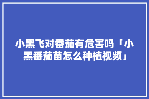 小黑飞对番茄有危害吗「小黑番茄苗怎么种植视频」