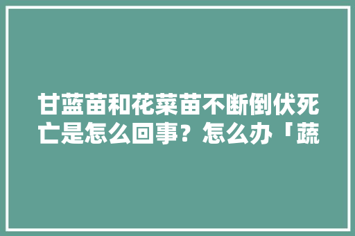 甘蓝苗和花菜苗不断倒伏死亡是怎么回事？怎么办「蔬菜种植防倒伏技巧视频」