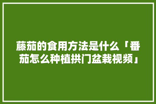 藤茄的食用方法是什么「番茄怎么种植拱门盆栽视频」