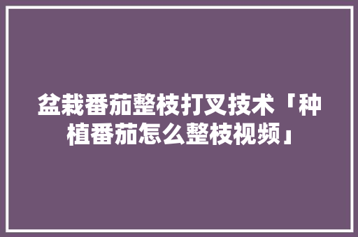 盆栽番茄整枝打叉技术「种植番茄怎么整枝视频」 盆栽番茄整枝打叉技术「种植番茄怎么整枝视频」 番茄种植技巧