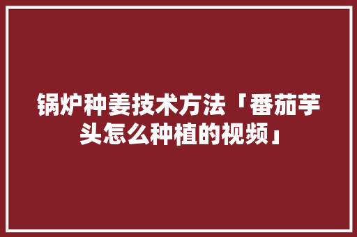 锅炉种姜技术方法「番茄芋头怎么种植的视频」