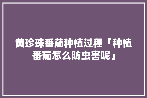 黄珍珠番茄种植过程「种植番茄怎么防虫害呢」
