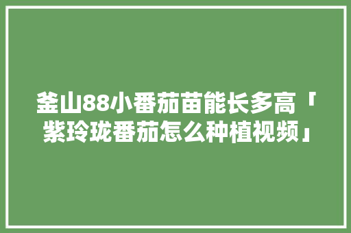 釜山88小番茄苗能长多高「紫玲珑番茄怎么种植视频」 釜山88小番茄苗能长多高「紫玲珑番茄怎么种植视频」 农业常识