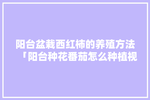 阳台盆栽西红柿的养殖方法「阳台种花番茄怎么种植视频」