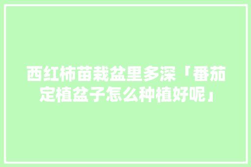 西红柿苗栽盆里多深「番茄定植盆子怎么种植好呢」 西红柿苗栽盆里多深「番茄定植盆子怎么种植好呢」 番茄种植技巧