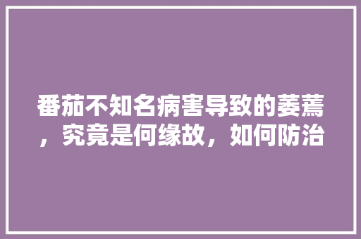 番茄不知名病害导致的萎蔫，究竟是何缘故，如何防治「番茄种植后怎么防止萎缩」