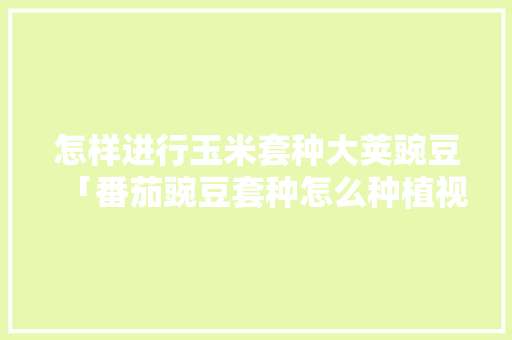 怎样进行玉米套种大荚豌豆「番茄豌豆套种怎么种植视频」