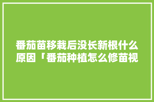 番茄苗移栽后没长新根什么原因「番茄种植怎么修苗视频」 番茄苗移栽后没长新根什么原因「番茄种植怎么修苗视频」 花朵知识