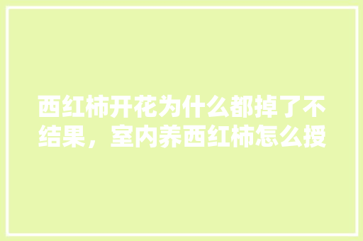 西红柿开花为什么都掉了不结果，室内养西红柿怎么授粉「家里种植番茄怎么结果快」 西红柿开花为什么都掉了不结果，室内养西红柿怎么授粉「家里种植番茄怎么结果快」 番茄病虫害防治