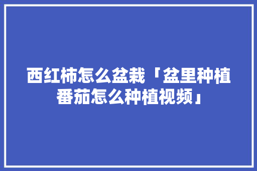 西红柿怎么盆栽「盆里种植番茄怎么种植视频」 西红柿怎么盆栽「盆里种植番茄怎么种植视频」 种植技巧