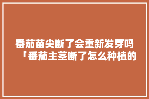 番茄苗尖断了会重新发芽吗「番茄主茎断了怎么种植的视频」 番茄病虫害防治 番茄苗尖断了会重新发芽吗「番茄主茎断了怎么种植的视频」 番茄苗尖断了会重新发芽吗「番茄主茎断了怎么种植的视频」 番茄病虫害防治