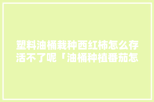 塑料油桶栽种西红柿怎么存活不了呢「油桶种植番茄怎么种植」 塑料油桶栽种西红柿怎么存活不了呢「油桶种植番茄怎么种植」 种植技巧