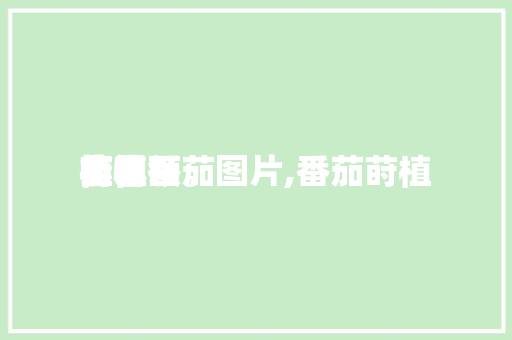 莳植小本领植物番茄图片,番茄莳植步调简笔画。 莳植小本领植物番茄图片,番茄莳植步调简笔画。 番茄种植技巧