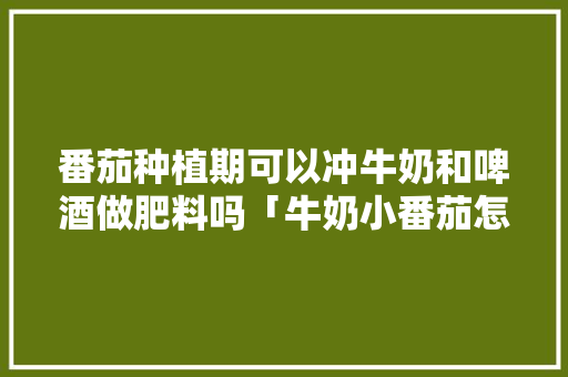 番茄种植期可以冲牛奶和啤酒做肥料吗「牛奶小番茄怎么种植方法视频」