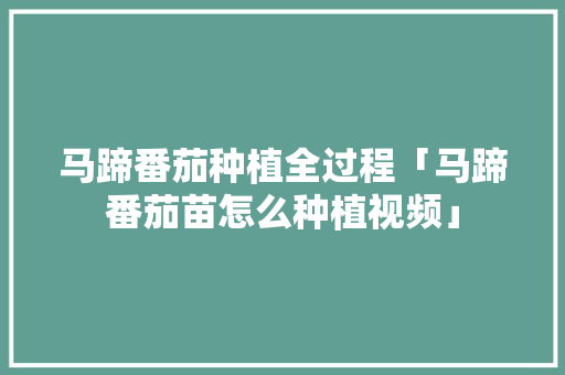 马蹄番茄种植全过程「马蹄番茄苗怎么种植视频」 马蹄番茄种植全过程「马蹄番茄苗怎么种植视频」 农业常识
