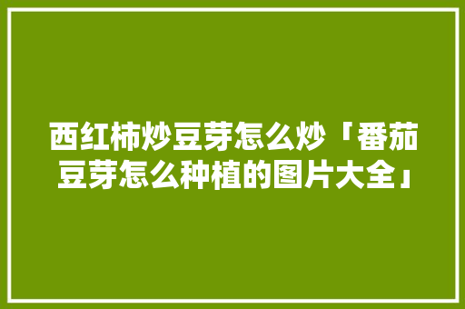 西红柿炒豆芽怎么炒「番茄豆芽怎么种植的图片大全」