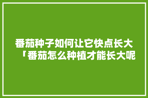 番茄种子如何让它快点长大「番茄怎么种植才能长大呢」