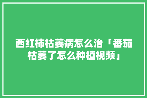 西红柿枯萎病怎么治「番茄枯萎了怎么种植视频」