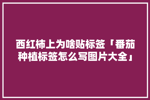 西红柿上为啥贴标签「番茄种植标签怎么写图片大全」 西红柿上为啥贴标签「番茄种植标签怎么写图片大全」 种植技巧