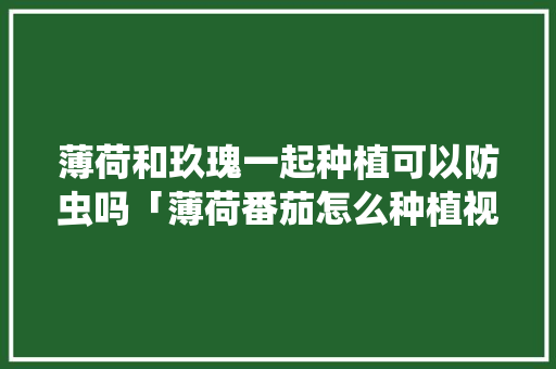 薄荷和玖瑰一起种植可以防虫吗「薄荷番茄怎么种植视频」