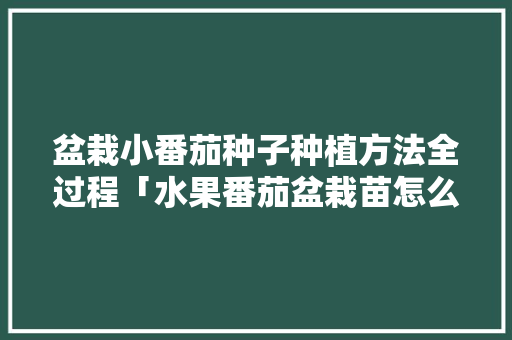 盆栽小番茄种子种植方法全过程「水果番茄盆栽苗怎么种植视频」 盆栽小番茄种子种植方法全过程「水果番茄盆栽苗怎么种植视频」 番茄种植技巧