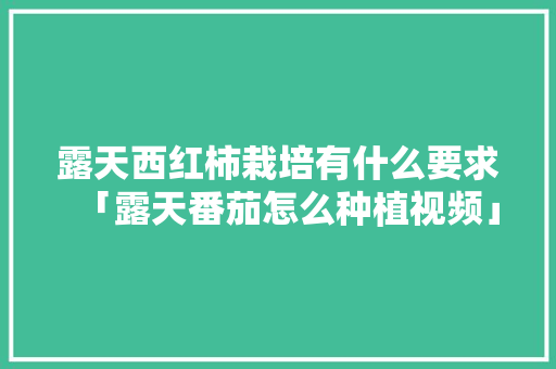 露天西红柿栽培有什么要求「露天番茄怎么种植视频」