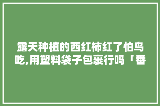 露天种植的西红柿红了怕鸟吃,用塑料袋子包裹行吗「番茄长条盆怎么种植的视频」 露天种植的西红柿红了怕鸟吃,用塑料袋子包裹行吗「番茄长条盆怎么种植的视频」 农业常识