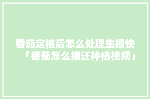 番茄定植后怎么处理生根快「番茄怎么插迁种植视频」 番茄定植后怎么处理生根快「番茄怎么插迁种植视频」 土壤施肥