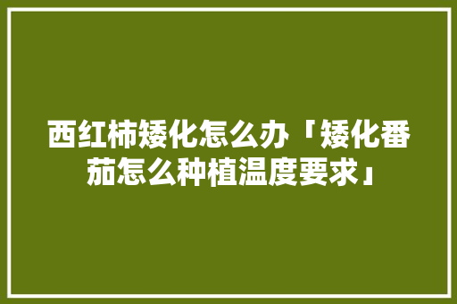 西红柿矮化怎么办「矮化番茄怎么种植温度要求」