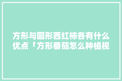 方形与圆形西红柿各有什么优点「方形番茄怎么种植视频」 方形与圆形西红柿各有什么优点「方形番茄怎么种植视频」 番茄种植技巧