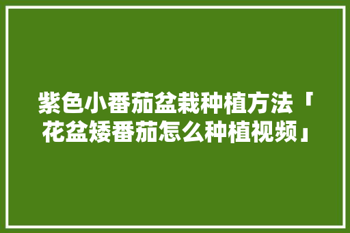 紫色小番茄盆栽种植方法「花盆矮番茄怎么种植视频」 紫色小番茄盆栽种植方法「花盆矮番茄怎么种植视频」 番茄病虫害防治