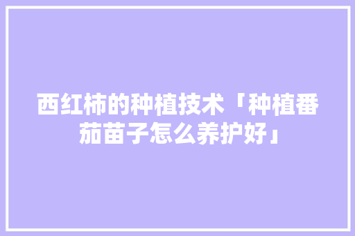 西红柿的种植技术「种植番茄苗子怎么养护好」