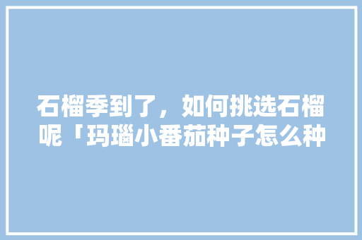 石榴季到了，如何挑选石榴呢「玛瑙小番茄种子怎么种植视频」