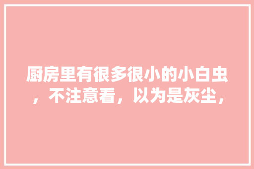 厨房里有很多很小的小白虫，不注意看，以为是灰尘，84消毒，杀虫剂，都没灭掉，繁殖快，不知该怎么办「蔬菜种植杀菌技巧视频大全教程」