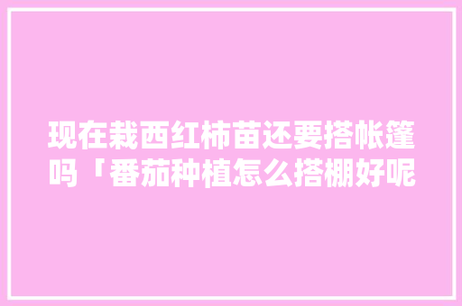 现在栽西红柿苗还要搭帐篷吗「番茄种植怎么搭棚好呢」 现在栽西红柿苗还要搭帐篷吗「番茄种植怎么搭棚好呢」 种植技巧