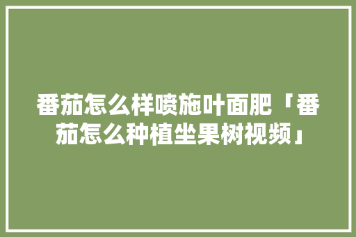 番茄怎么样喷施叶面肥「番茄怎么种植坐果树视频」