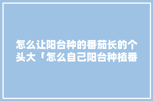 怎么让阳台种的番茄长的个头大「怎么自己阳台种植番茄呢视频」 怎么让阳台种的番茄长的个头大「怎么自己阳台种植番茄呢视频」 农业常识