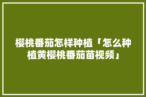 樱桃番茄怎样种植「怎么种植黄樱桃番茄苗视频」 樱桃番茄怎样种植「怎么种植黄樱桃番茄苗视频」 番茄病虫害防治