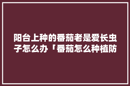 阳台上种的番茄老是爱长虫子怎么办「番茄怎么种植防虫害」 阳台上种的番茄老是爱长虫子怎么办「番茄怎么种植防虫害」 土壤施肥