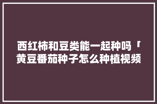 西红柿和豆类能一起种吗「黄豆番茄种子怎么种植视频」 西红柿和豆类能一起种吗「黄豆番茄种子怎么种植视频」 番茄种植技巧