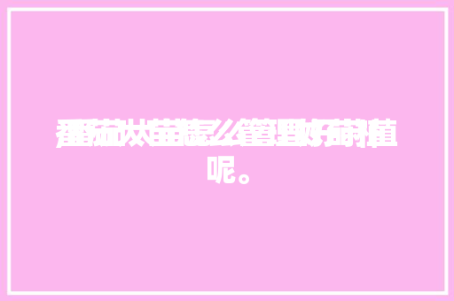 番茄大苗怎么管理好莳植,番茄大苗怎么管理好莳植呢。