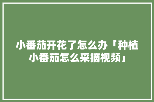 小番茄开花了怎么办「种植小番茄怎么采摘视频」 小番茄开花了怎么办「种植小番茄怎么采摘视频」 土壤施肥