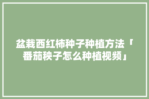 盆栽西红柿种子种植方法「番茄秧子怎么种植视频」 盆栽西红柿种子种植方法「番茄秧子怎么种植视频」 番茄种植技巧