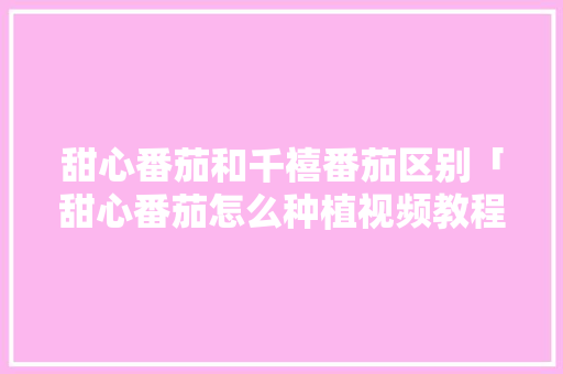 甜心番茄和千禧番茄区别「甜心番茄怎么种植视频教程」