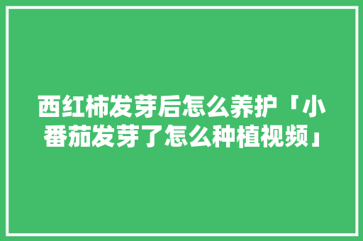 西红柿发芽后怎么养护「小番茄发芽了怎么种植视频」 种植技巧 西红柿发芽后怎么养护「小番茄发芽了怎么种植视频」 西红柿发芽后怎么养护「小番茄发芽了怎么种植视频」 种植技巧