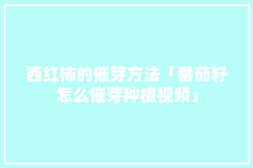 西红柿的催芽方法「番茄籽怎么催芽种植视频」