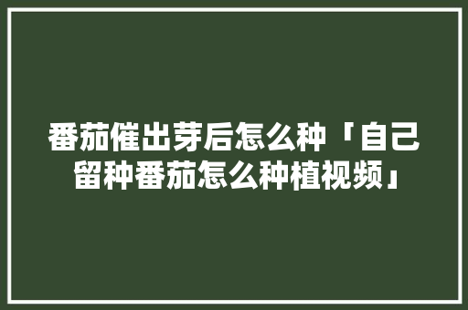番茄催出芽后怎么种「自己留种番茄怎么种植视频」 番茄催出芽后怎么种「自己留种番茄怎么种植视频」 番茄病虫害防治